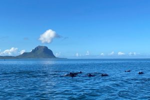 rencontre-dauphins-Enjou-Mauritius-Retreats